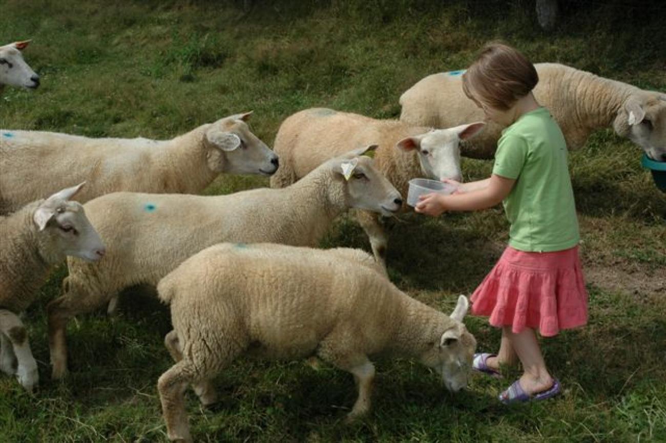 rrj_schapen eten geven.jpg